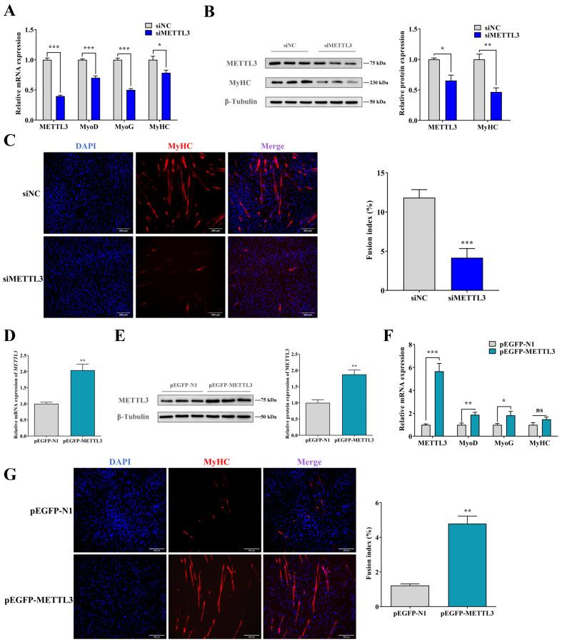 https://cdn.ncbi.nlm.nih.gov/pmc/blobs/33a9/10531580/c7b9b233a3f9/ijms-24-14115-g002.jpg