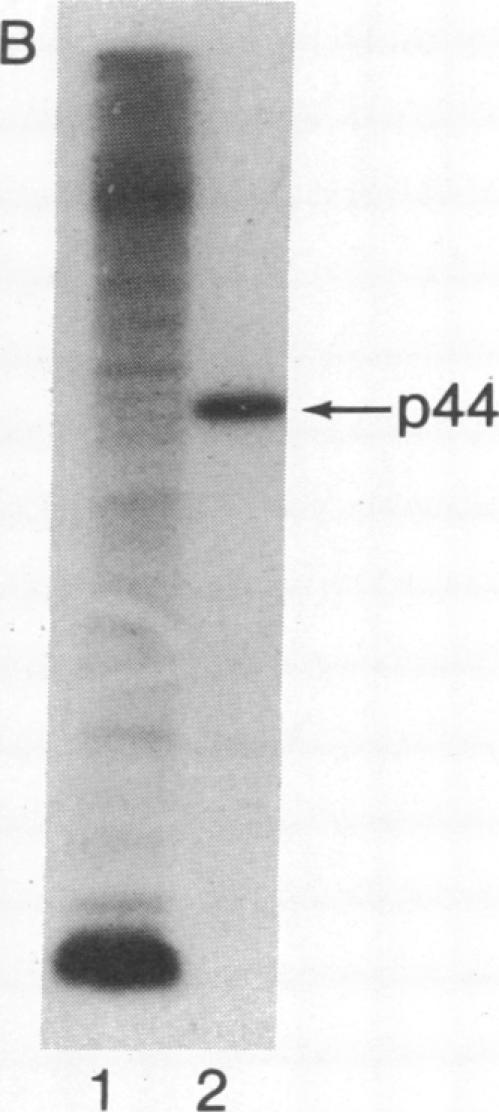https://cdn.ncbi.nlm.nih.gov/pmc/blobs/33a9/393105/3bc2d3c20d2d/pnas00022-0267-b.jpg