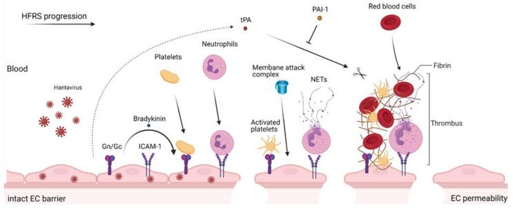 https://cdn.ncbi.nlm.nih.gov/pmc/blobs/33ac/8402851/c6b841ede9b9/viruses-13-01553-g001.jpg