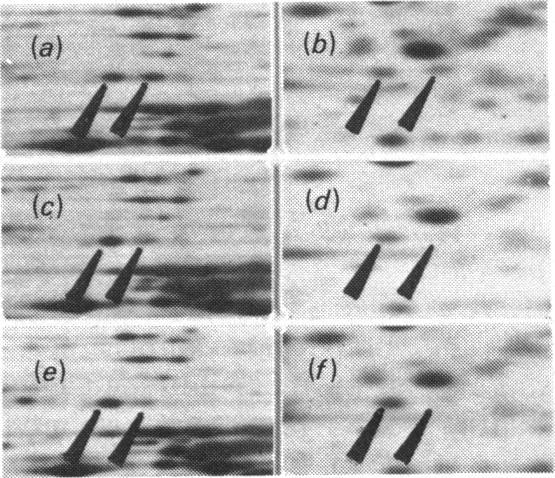 https://cdn.ncbi.nlm.nih.gov/pmc/blobs/33af/1144931/39a5c1daeed1/biochemj00304-0292-a.jpg