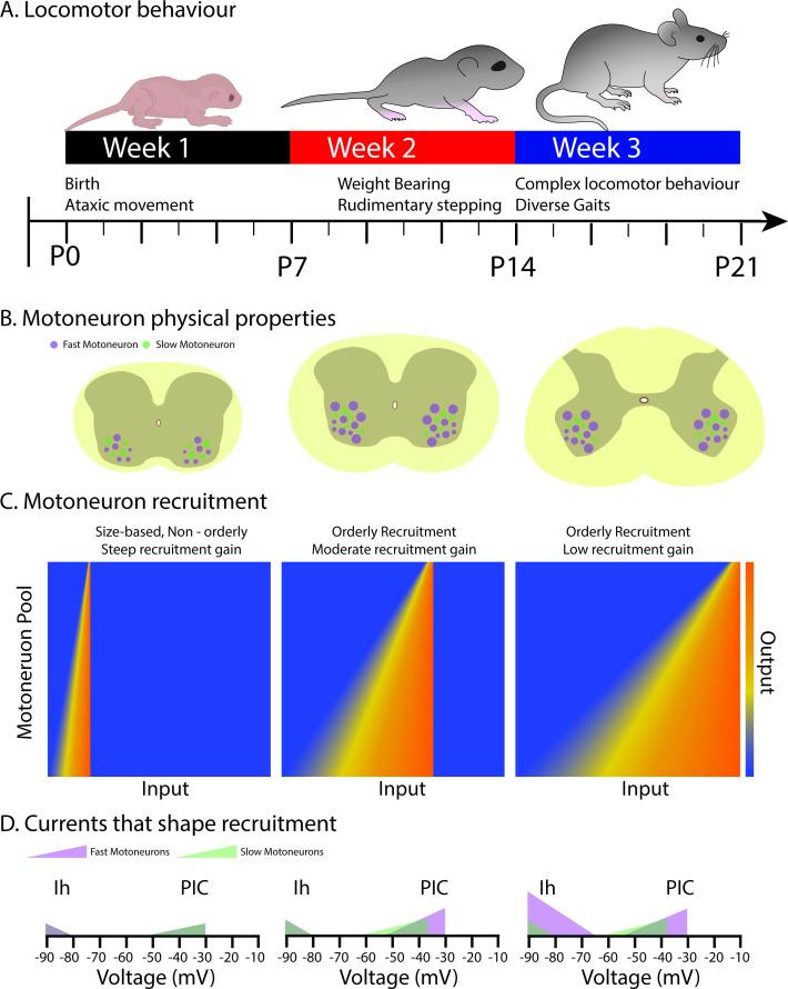 https://cdn.ncbi.nlm.nih.gov/pmc/blobs/33b0/8641952/4deb9c4dba97/elife-71385-fig7.jpg