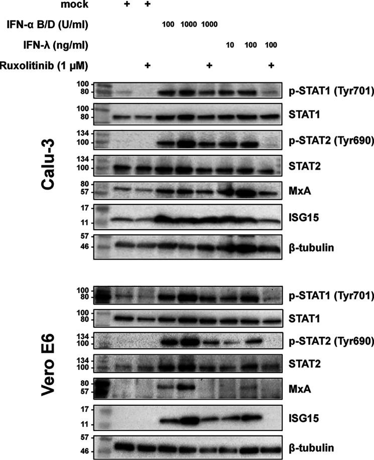 https://cdn.ncbi.nlm.nih.gov/pmc/blobs/33b2/7549028/cfe11a778b83/SB-JBCJ200289F005.jpg