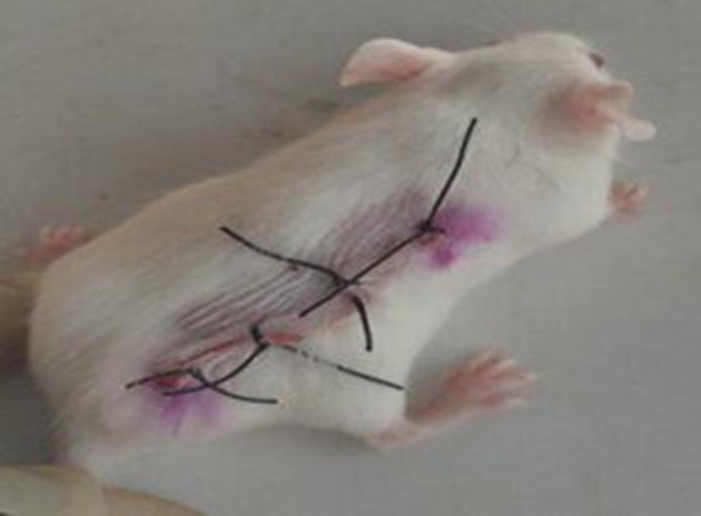 https://cdn.ncbi.nlm.nih.gov/pmc/blobs/33b3/10494916/10d9f9b5315e/JEP-15-349-g0002.jpg