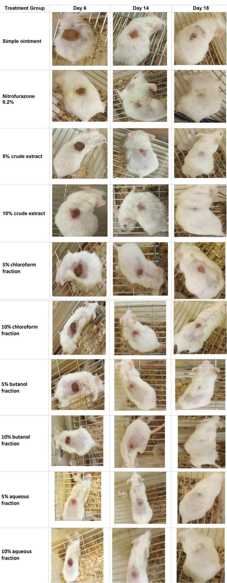 https://cdn.ncbi.nlm.nih.gov/pmc/blobs/33b3/10494916/1a9706b98c21/JEP-15-349-g0004.jpg