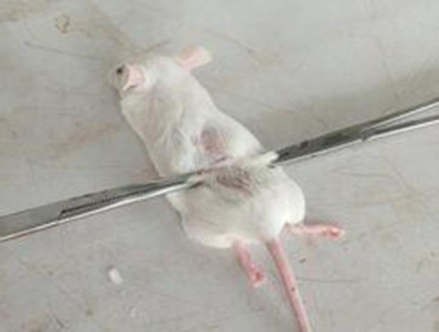 https://cdn.ncbi.nlm.nih.gov/pmc/blobs/33b3/10494916/ee9b75d27178/JEP-15-349-g0003.jpg