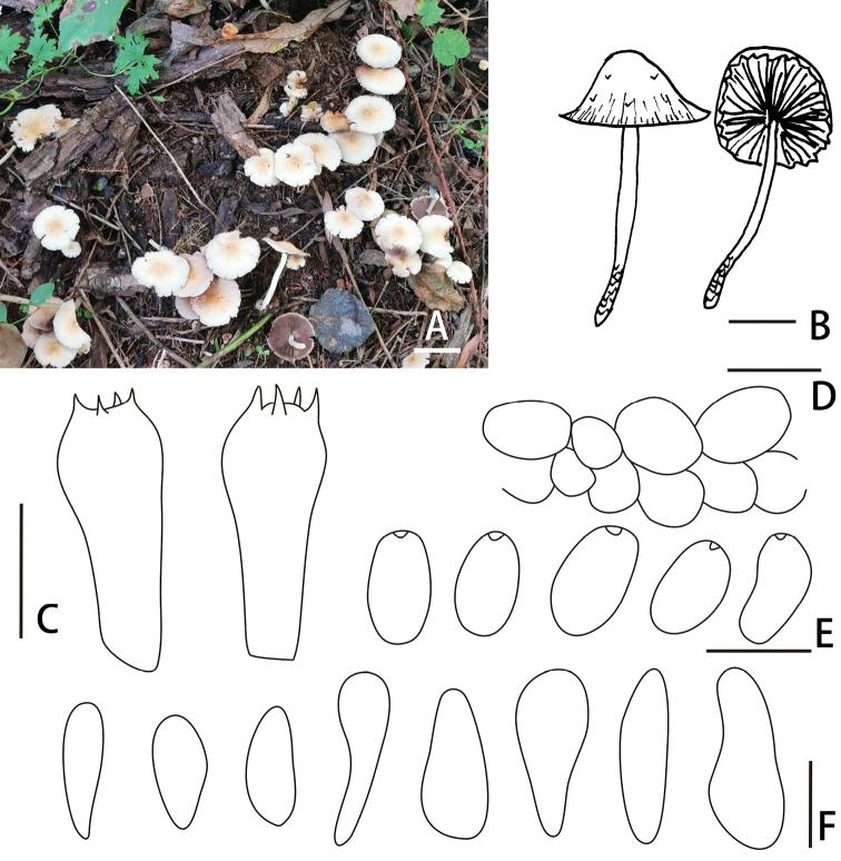 https://cdn.ncbi.nlm.nih.gov/pmc/blobs/33b4/9021153/dded1df8103f/mycokeys-88-109-g002.jpg