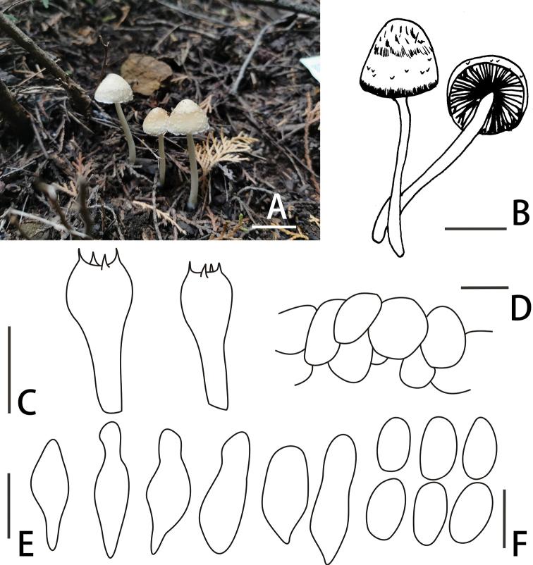 https://cdn.ncbi.nlm.nih.gov/pmc/blobs/33b4/9021153/fd1155ce4138/mycokeys-88-109-g004.jpg