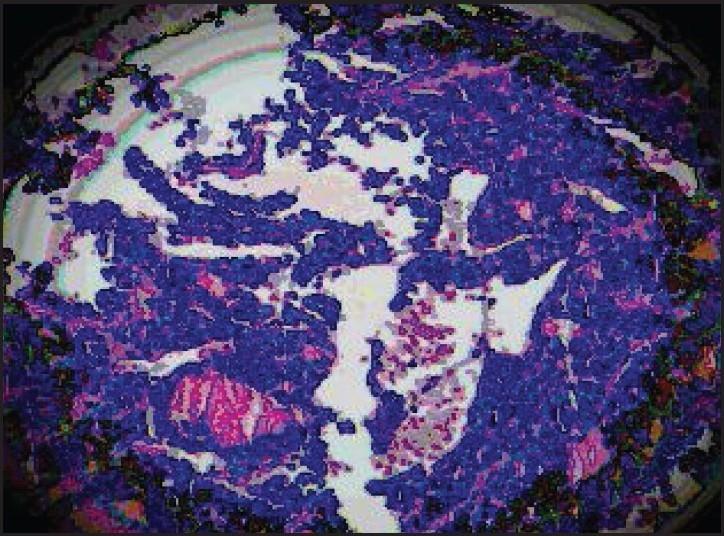 https://cdn.ncbi.nlm.nih.gov/pmc/blobs/33b5/2841464/21b572505f72/ASM-29-320-g002.jpg