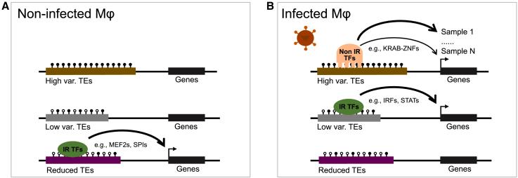 https://cdn.ncbi.nlm.nih.gov/pmc/blobs/33b6/10203045/79b0c4c60f6c/gr7.jpg