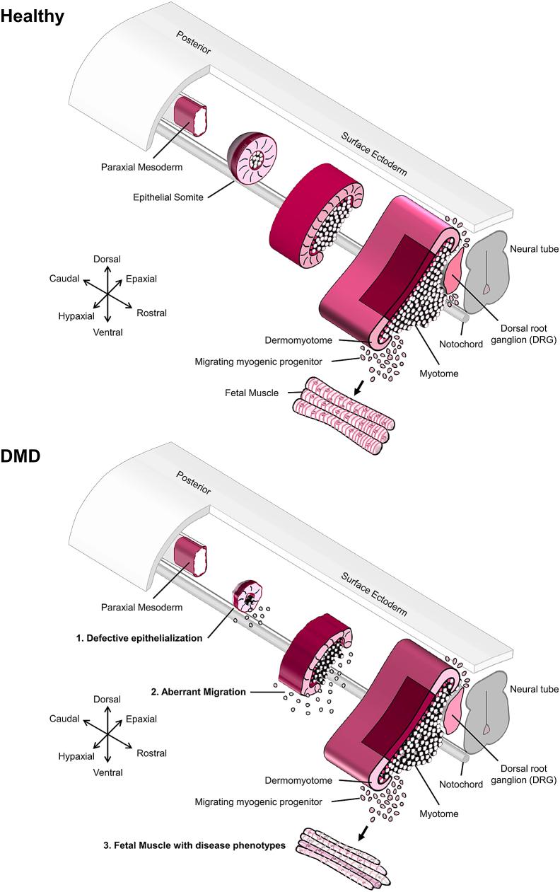 https://cdn.ncbi.nlm.nih.gov/pmc/blobs/33b6/11261405/0a141b35a197/gr6.jpg