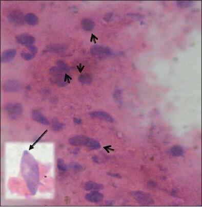 https://cdn.ncbi.nlm.nih.gov/pmc/blobs/33b8/4130012/ae5b00892666/JFDS-6-107-g002.jpg