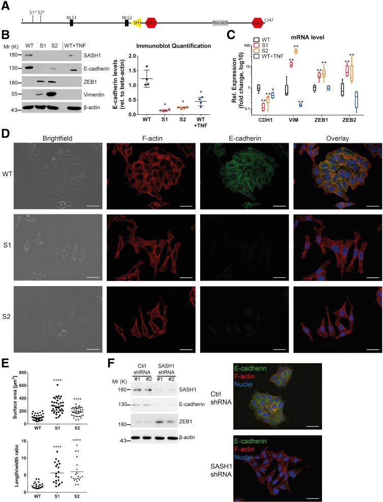 https://cdn.ncbi.nlm.nih.gov/pmc/blobs/33b9/6251370/26894f39cef1/gr1.jpg