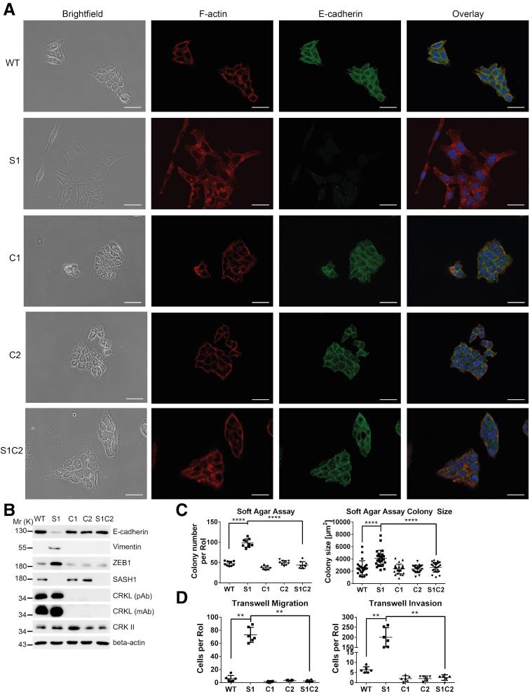 https://cdn.ncbi.nlm.nih.gov/pmc/blobs/33b9/6251370/8df006a0a4fc/gr5.jpg