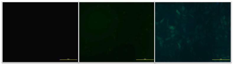 https://cdn.ncbi.nlm.nih.gov/pmc/blobs/33bc/11167271/ded262f7a5ab/gr21.jpg