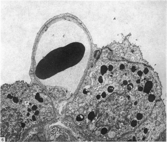 https://cdn.ncbi.nlm.nih.gov/pmc/blobs/33bd/1235609/c2487d676769/janat00360-0210-b.jpg