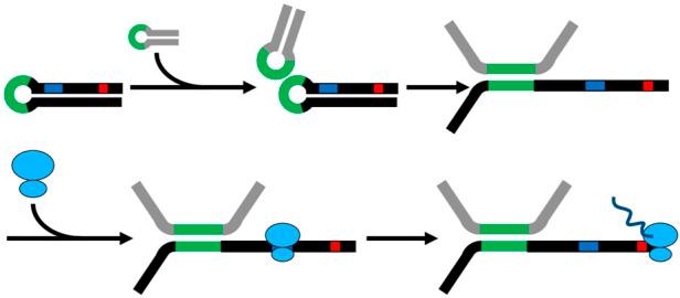 https://cdn.ncbi.nlm.nih.gov/pmc/blobs/33bd/9402939/274340746590/fgene-13-966643-g006.jpg