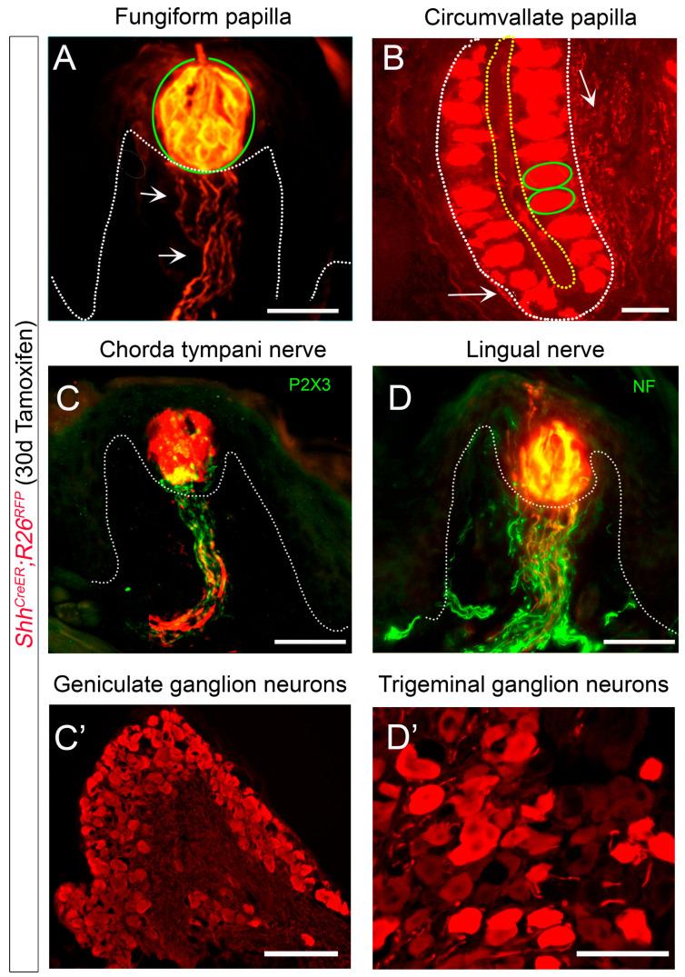 https://cdn.ncbi.nlm.nih.gov/pmc/blobs/33bf/10002505/0153521ff390/ijms-24-04833-g003.jpg