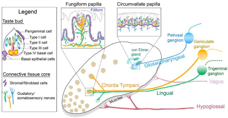 https://cdn.ncbi.nlm.nih.gov/pmc/blobs/33bf/10002505/cba120933c98/ijms-24-04833-g001.jpg