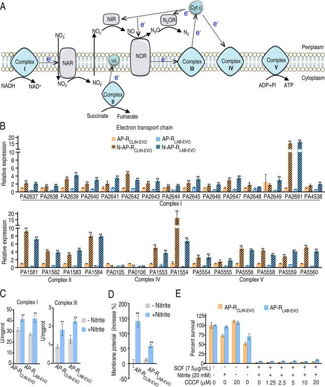 https://cdn.ncbi.nlm.nih.gov/pmc/blobs/33bf/9430864/e16b02a6cf21/spectrum.02327-21-f006.jpg