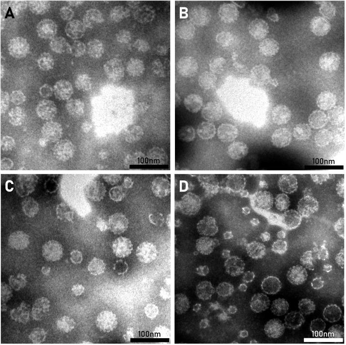 https://cdn.ncbi.nlm.nih.gov/pmc/blobs/33c4/10194259/276f0364eb3c/gr2.jpg