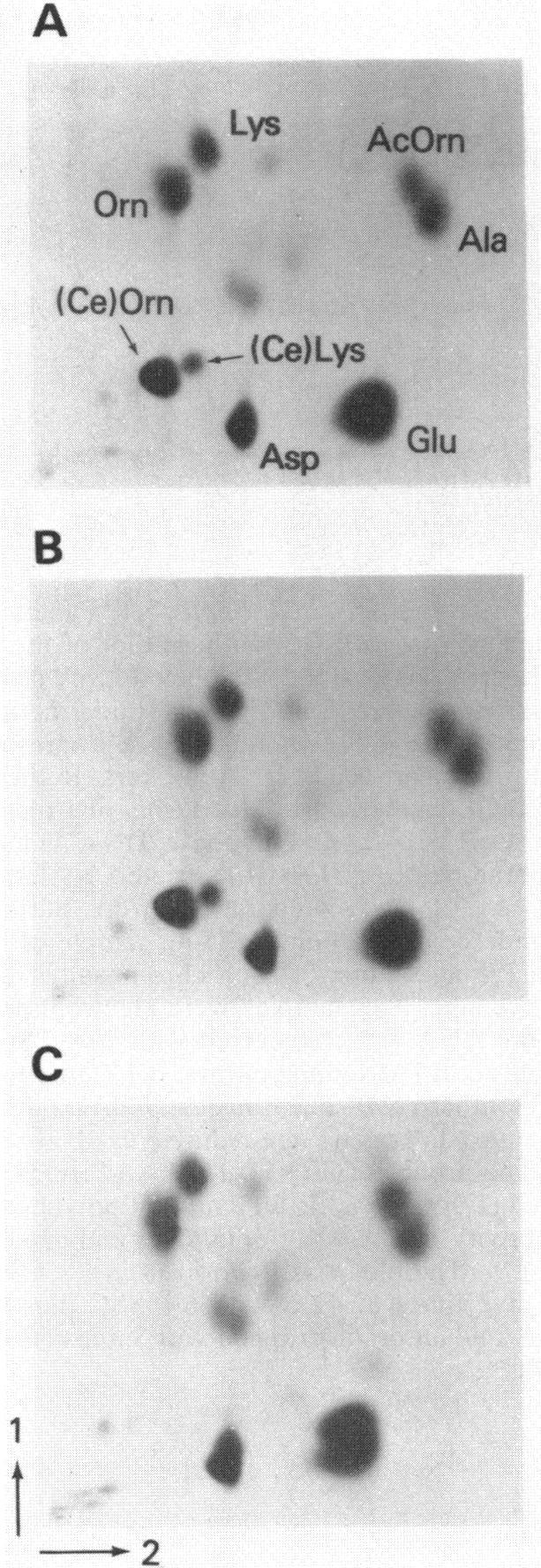 https://cdn.ncbi.nlm.nih.gov/pmc/blobs/33c5/213403/271c81bf3d72/jbacter00121-0599-b.jpg