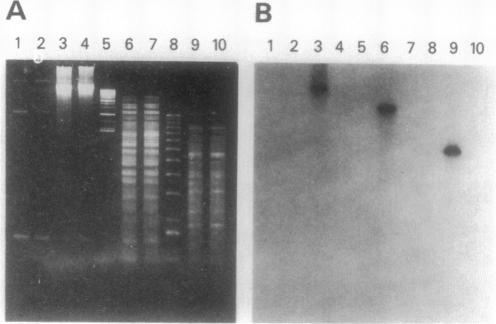 https://cdn.ncbi.nlm.nih.gov/pmc/blobs/33c5/213403/4bb4642c640a/jbacter00121-0600-b.jpg