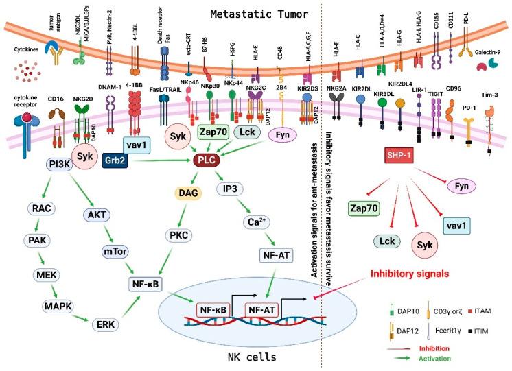 https://cdn.ncbi.nlm.nih.gov/pmc/blobs/33c6/10136863/187484ba5138/cancers-15-02323-g003.jpg