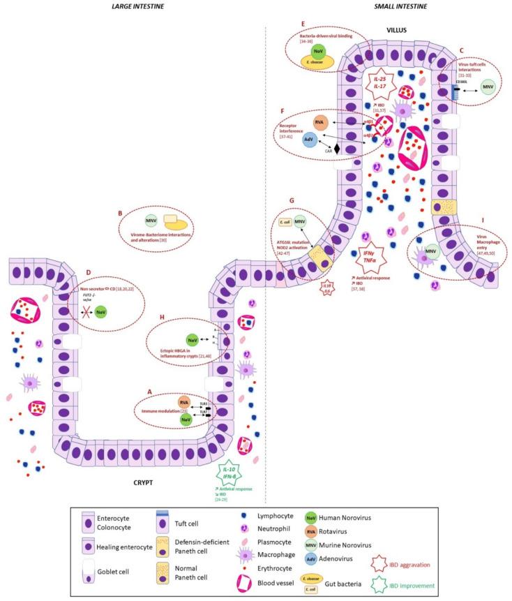 https://cdn.ncbi.nlm.nih.gov/pmc/blobs/33c9/7828589/c46594095536/viruses-13-00104-g001.jpg