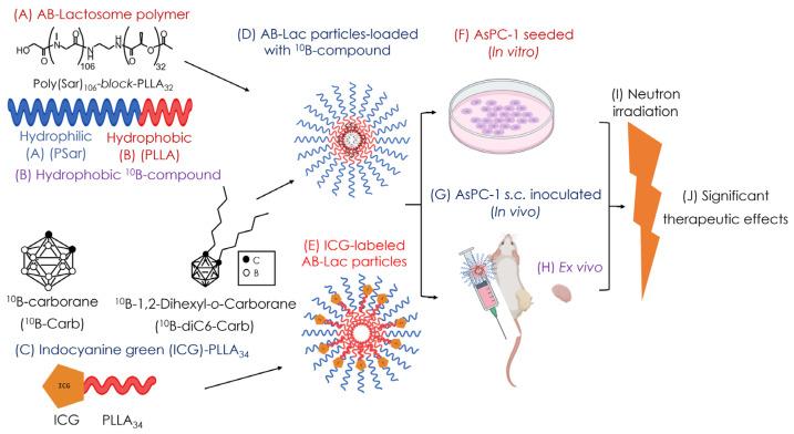 https://cdn.ncbi.nlm.nih.gov/pmc/blobs/33cc/11719788/23d72122ac59/cells-14-00060-g001.jpg