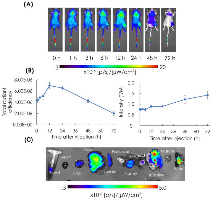 https://cdn.ncbi.nlm.nih.gov/pmc/blobs/33cc/11719788/45800fe6d51a/cells-14-00060-g004.jpg