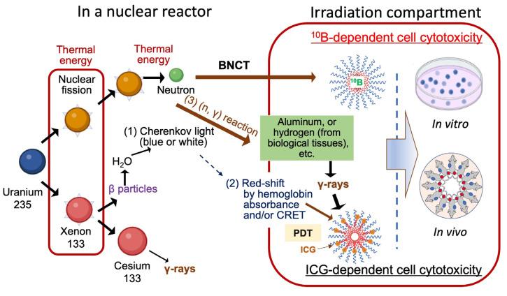 https://cdn.ncbi.nlm.nih.gov/pmc/blobs/33cc/11719788/bac0064e6acf/cells-14-00060-g010.jpg
