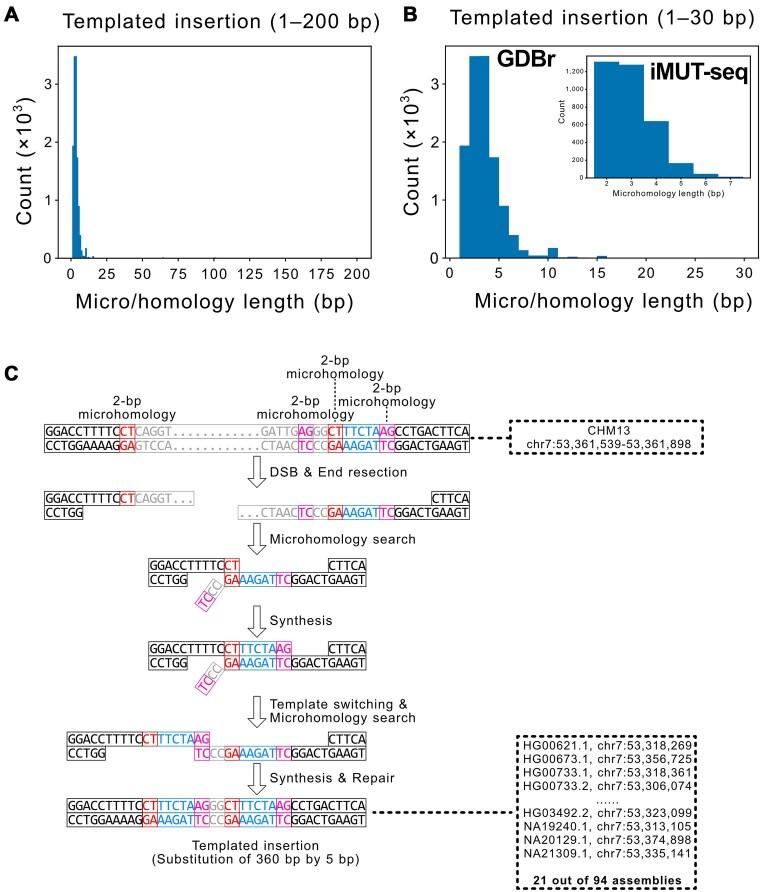 https://cdn.ncbi.nlm.nih.gov/pmc/blobs/33cc/11724358/03d25393d150/gkae1295fig4.jpg