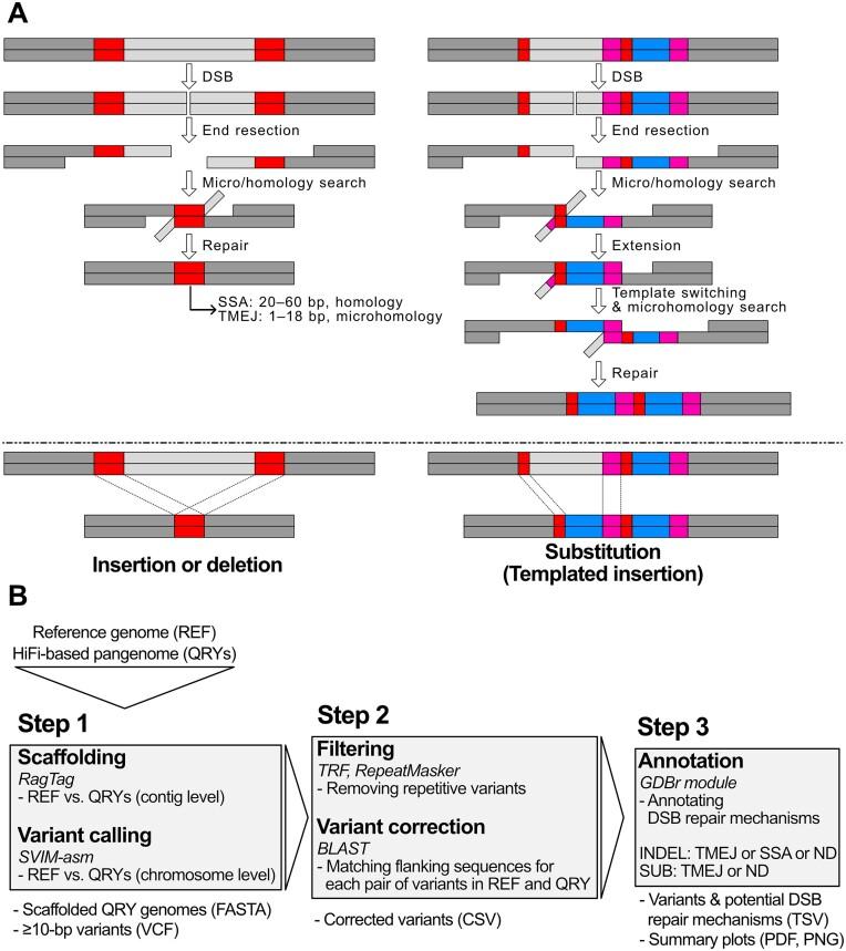 https://cdn.ncbi.nlm.nih.gov/pmc/blobs/33cc/11724358/394dd82d33c4/gkae1295fig1.jpg