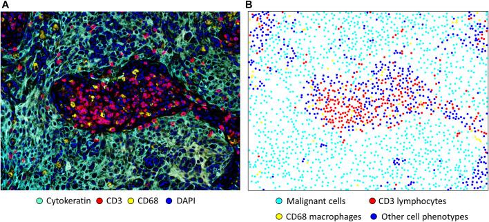 https://cdn.ncbi.nlm.nih.gov/pmc/blobs/33cd/8226163/57f1eb452ec0/fmolb-08-668340-g002.jpg