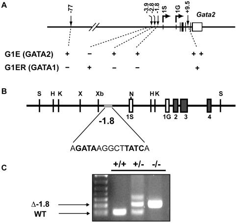 https://cdn.ncbi.nlm.nih.gov/pmc/blobs/33ce/2936534/1f8cbdcde40a/pgen.1001103.g001.jpg