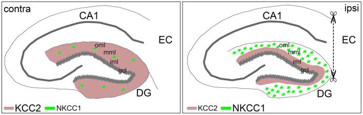 https://cdn.ncbi.nlm.nih.gov/pmc/blobs/33cf/10244516/cba3ea774645/fnmol-16-1118746-g005.jpg