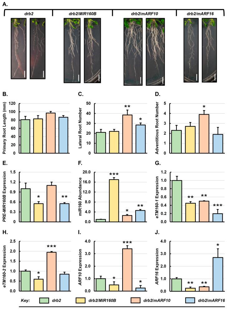 https://cdn.ncbi.nlm.nih.gov/pmc/blobs/33d3/11353855/62f90e28fdc4/genes-15-01042-g004.jpg