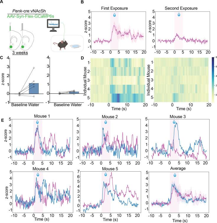 https://cdn.ncbi.nlm.nih.gov/pmc/blobs/33d7/12234004/6647a53a7c0d/elife-91609-fig3-figsupp2.jpg