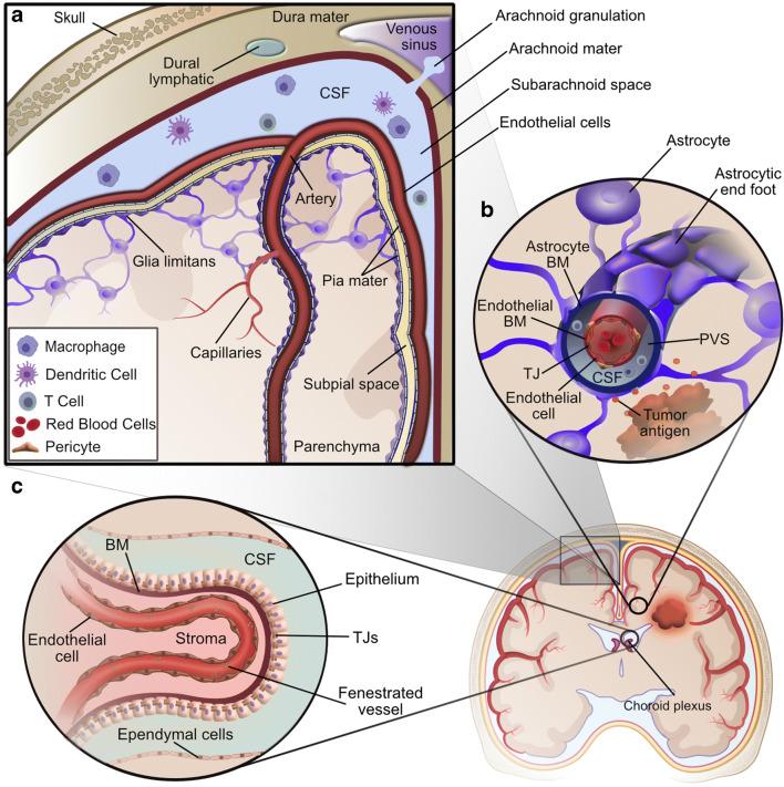 https://cdn.ncbi.nlm.nih.gov/pmc/blobs/33d7/7838142/0401e139eb1f/11912_2020_1007_Fig1_HTML.jpg