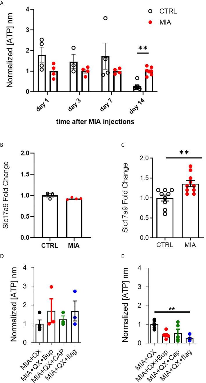 https://cdn.ncbi.nlm.nih.gov/pmc/blobs/33d8/8058457/8012092f92ef/fimmu-12-626884-g004.jpg