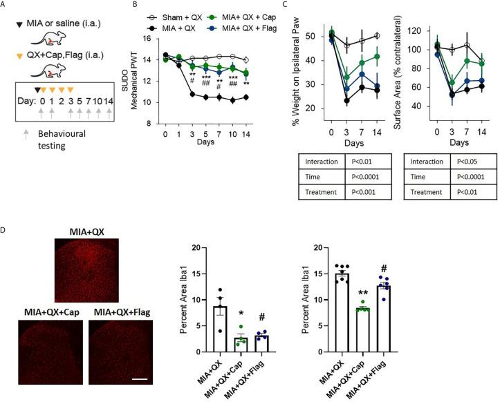 https://cdn.ncbi.nlm.nih.gov/pmc/blobs/33d8/8058457/9f47777182c0/fimmu-12-626884-g003.jpg