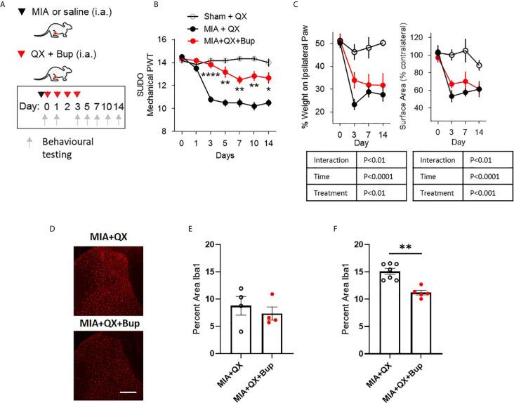 https://cdn.ncbi.nlm.nih.gov/pmc/blobs/33d8/8058457/b8833e8a7057/fimmu-12-626884-g002.jpg