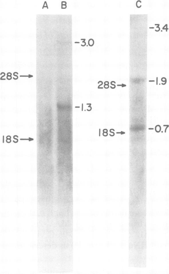 https://cdn.ncbi.nlm.nih.gov/pmc/blobs/33da/288866/b8b669ecdc09/jvirol00177-0152-a.jpg