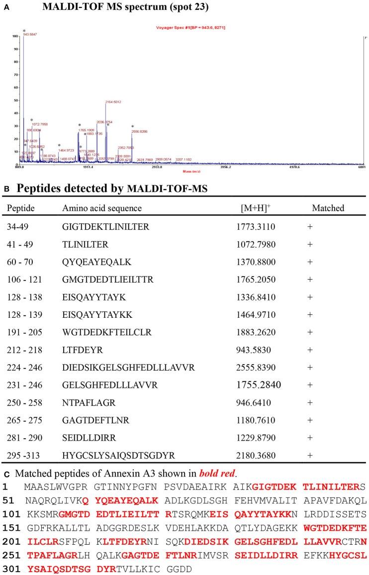 https://cdn.ncbi.nlm.nih.gov/pmc/blobs/33dd/5591859/e7d6c0022dc2/fnins-11-00484-g0003.jpg