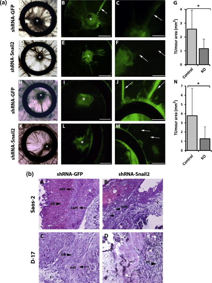 https://cdn.ncbi.nlm.nih.gov/pmc/blobs/33e2/3644682/b286a0bc644e/gr6.jpg