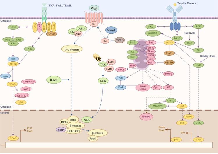 https://cdn.ncbi.nlm.nih.gov/pmc/blobs/33e3/12122316/1ae009e35690/fimmu-16-1550839-g003.jpg