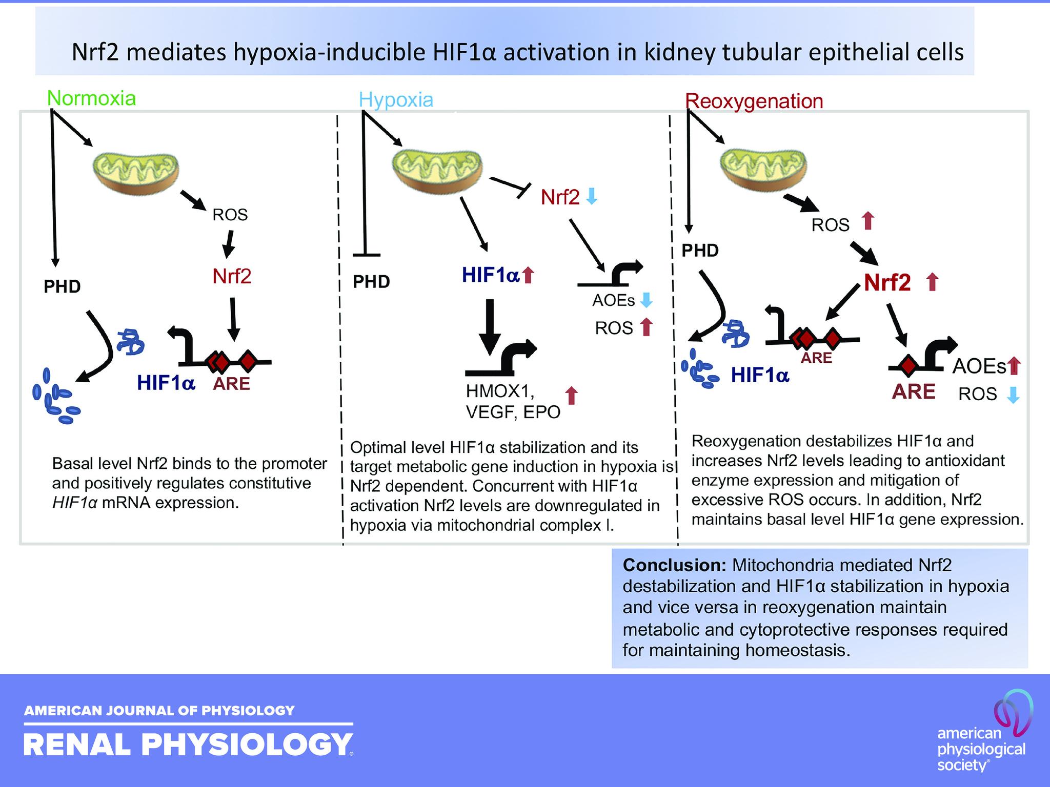 https://cdn.ncbi.nlm.nih.gov/pmc/blobs/33e8/7988808/e34d4274c5fa/F-00501-2020r01.jpg