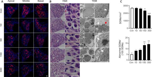 https://cdn.ncbi.nlm.nih.gov/pmc/blobs/33ea/11826467/63936a8c7647/NRR-20-3025-g003.jpg