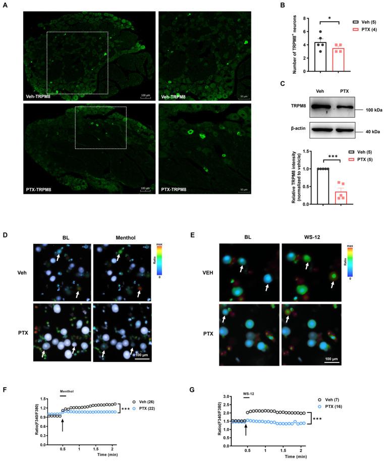 https://cdn.ncbi.nlm.nih.gov/pmc/blobs/33ed/11171746/609cb7df1376/ijms-25-05813-g005.jpg