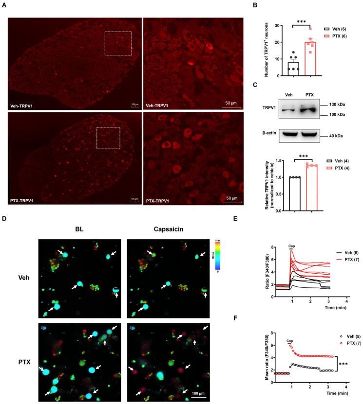https://cdn.ncbi.nlm.nih.gov/pmc/blobs/33ed/11171746/740d2527b28b/ijms-25-05813-g002.jpg